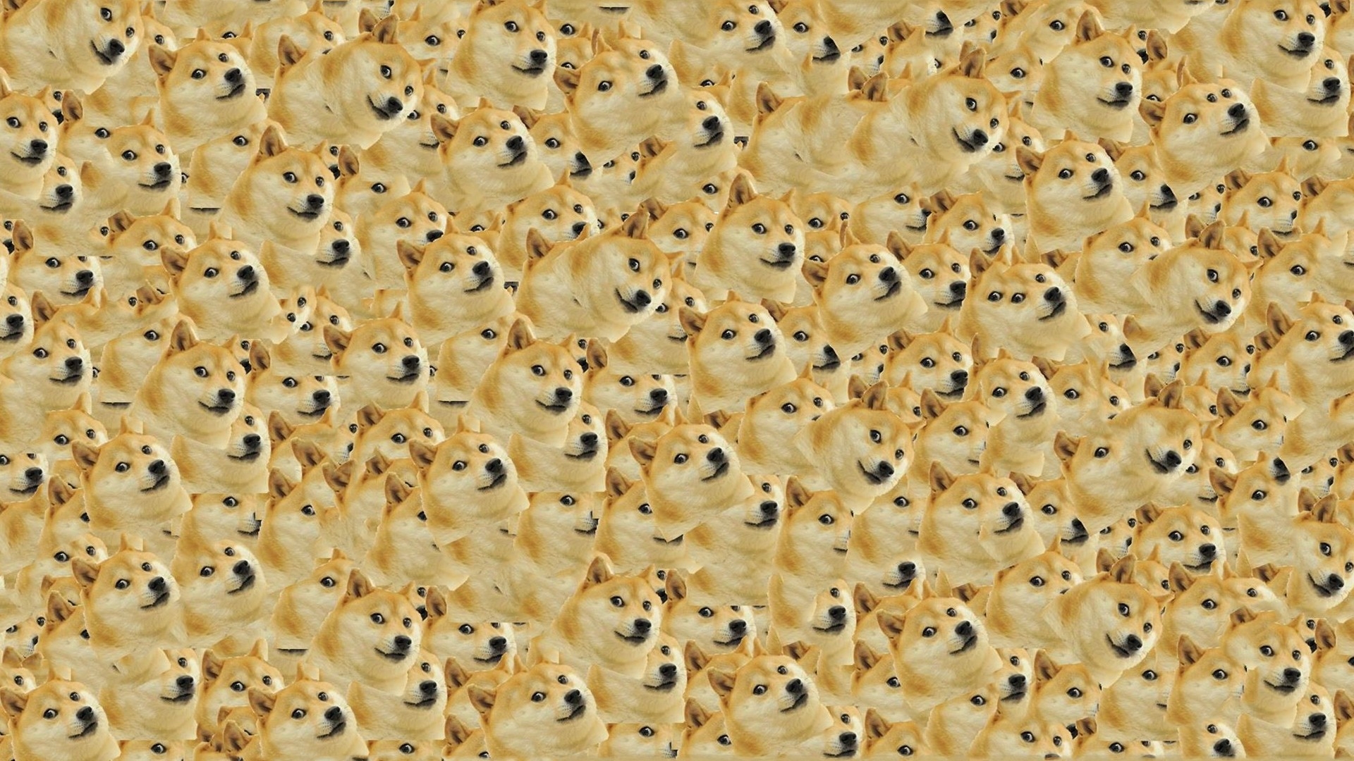 Dog Trivia Background image